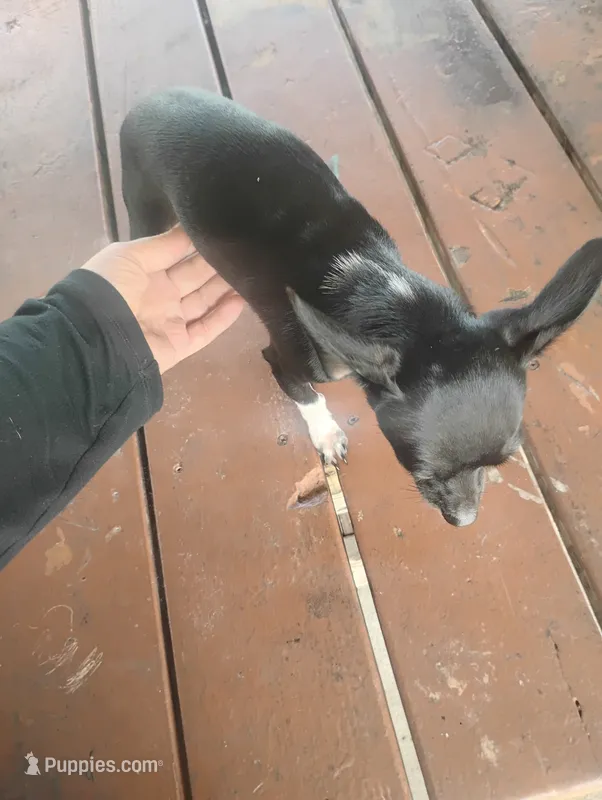 Daisy  – Chihuahua puppy for sale in Munfordville, KY