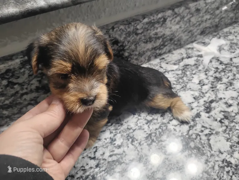 Sage, a male Yorkshire Terrier for sale in Munfordville, KY – 1 of 3