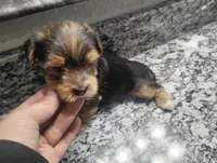 Sage, a male Yorkshire Terrier for sale in Munfordville, KY – 1 of 3