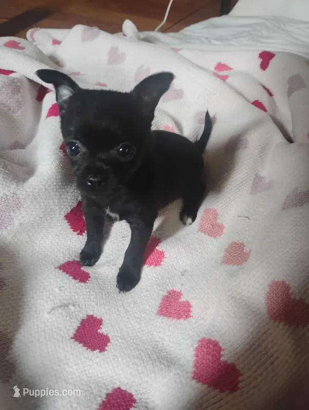 Lilly  – Chihuahua puppy for sale in Munfordville, KY