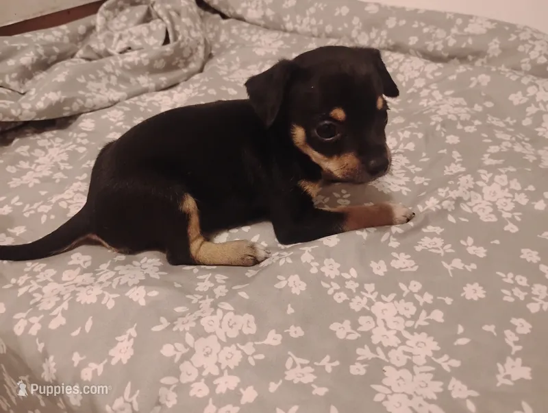 Leo – Chihuahua puppy for sale in Munfordville, KY
