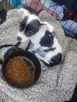Daisy , a female Chihuahua for sale in Munfordville, KY – 3 of 6
