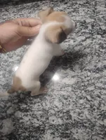 Molly, a female Chihuahua for sale in Munfordville, KY – 4 of 4
