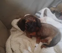 Sassy, a female Miniature Dachshund for sale in Munfordville, KY – 3 of 7