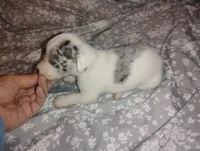 Max, a male Miniature Dachshund for sale in Munfordville, KY – 4 of 5
