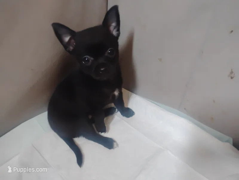 Lilly – Chihuahua puppy for sale in Munfordville, KY