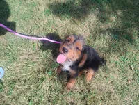 Max, a male Poodle - Miniature  and Miniature Dachshund for sale in Munfordville, KY – 3 of 5
