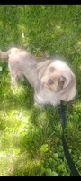Max, a male Doxiepoo for sale in Munfordville, KY – 3 of 4