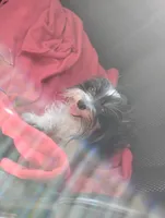 Princess , a female Yorkshire Terrier for sale in Munfordville, KY – 1 of 3