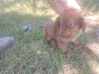 Milo, a male Miniature Dachshund for sale in Munfordville, KY – 3 of 7