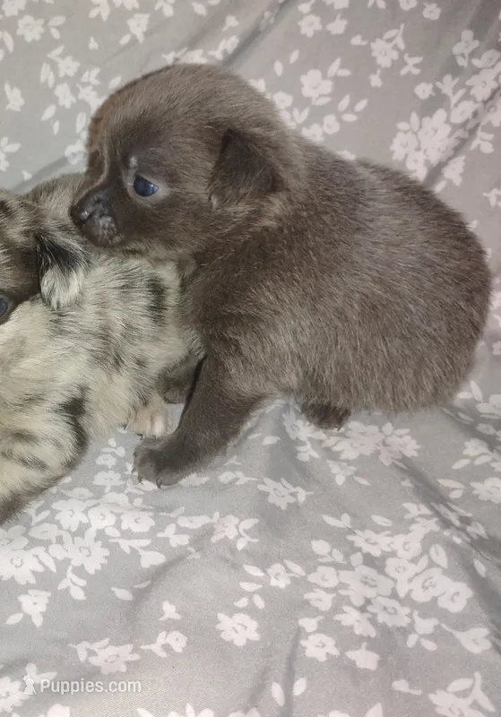 Skyler  – Chihuahua puppy for sale in Munfordville, KY
