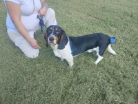 Bubby , a male Basset Hound for sale in Munfordville, KY – 2 of 5