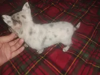 Princess , a female Chihuahua for sale in Munfordville, KY – 3 of 6