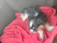 Princess , a female Yorkshire Terrier for sale in Munfordville, KY – 2 of 3