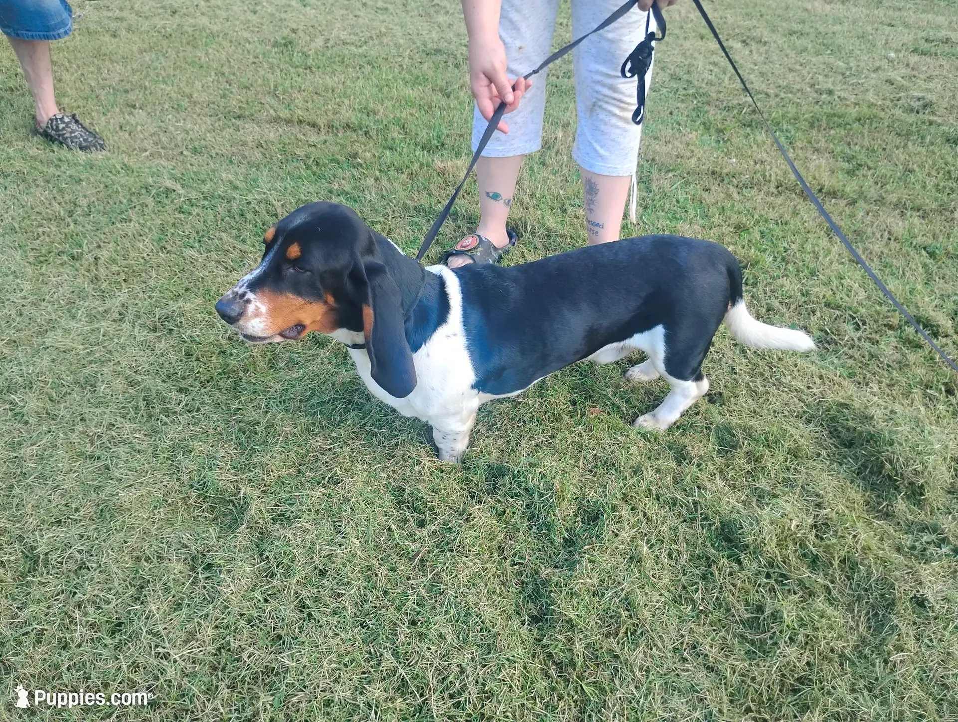Bubby , a male Basset Hound for sale in Munfordville, KY – 3 of 5