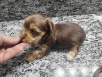 Max, a male Yorkshire Terrier for sale in Munfordville, KY – 2 of 3