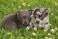 Levi , a male Chihuahua for sale in Munfordville, KY – 4 of 4