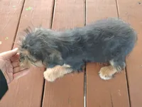 Lilly , a female Dachshund and Yorkshire Terrier for sale in Munfordville, KY – 4 of 6