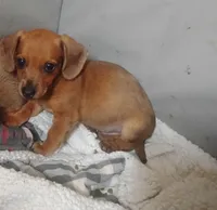 Max, a male Miniature Dachshund for sale in Munfordville, KY – 1 of 6