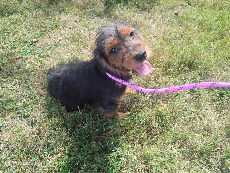 Max – Poodle - Miniature , Miniature Dachshund puppy for sale in Munfordville, KY