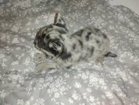 Max, a male Chihuahua for sale in Munfordville, KY – 3 of 4