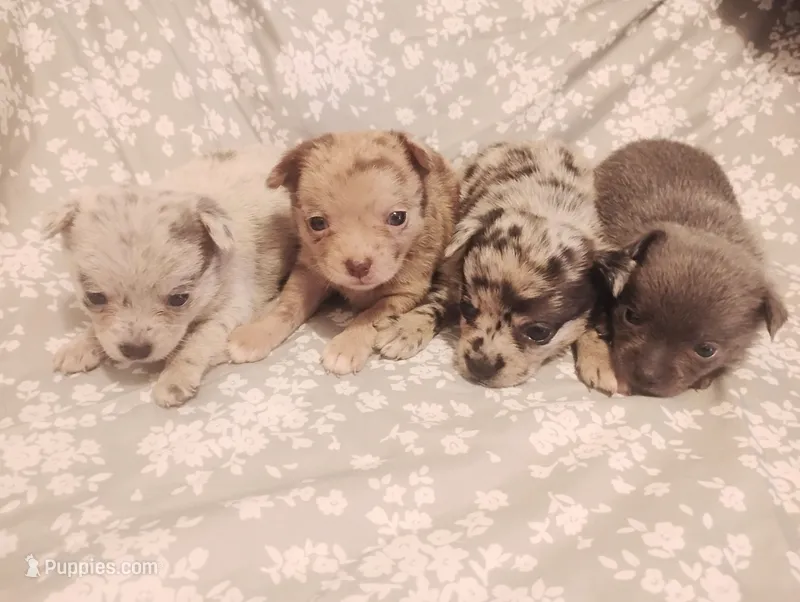 Coco – Chihuahua puppy for sale in Munfordville, KY