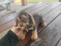Molly, a female Dachshund and Yorkshire Terrier for sale in Munfordville, KY – 2 of 3