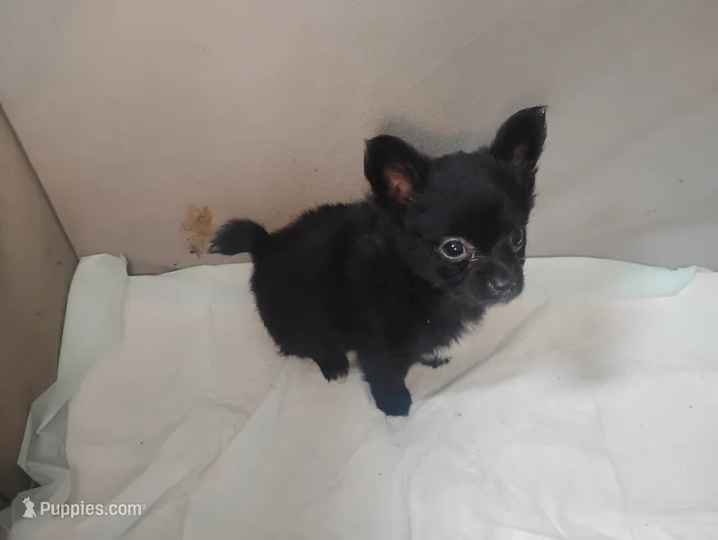 Max – Chihuahua puppy for sale in Munfordville, KY
