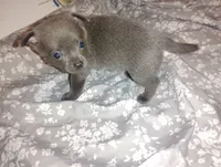 Leo, a male Chihuahua for sale in Munfordville, KY – 4 of 5