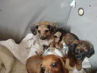 Sassy, a female Miniature Dachshund for sale in Munfordville, KY – 7 of 7