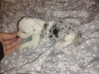 Diamond , a female Miniature Dachshund for sale in Munfordville, KY – 3 of 8