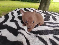 Tinkerbell , a female Chihuahua for sale in Munfordville, KY – 5 of 6