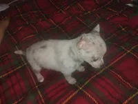 Princess , a female Chihuahua for sale in Munfordville, KY – 5 of 6