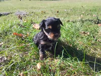 Max, a male Yorkshire Terrier for sale in Munfordville, KY – 6 of 7
