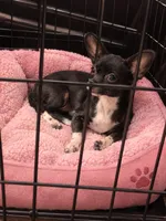 Daisy , a female Chihuahua for sale in Munfordville, KY – 2 of 2