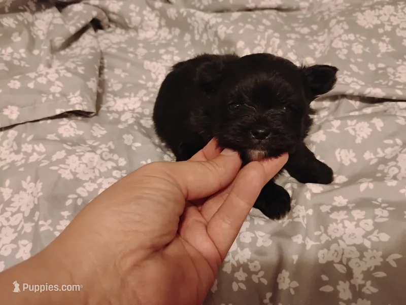 Leo – Chihuahua puppy for sale in Munfordville, KY