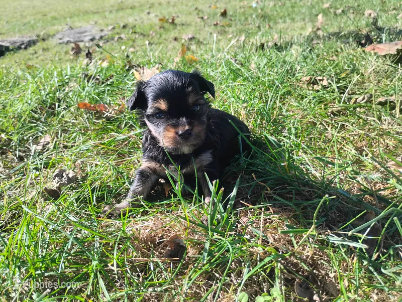 Max – Yorkshire Terrier puppy for sale in Munfordville, KY