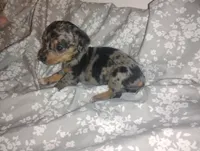 Daisy , a female Miniature Dachshund for sale in Munfordville, KY – 1 of 4