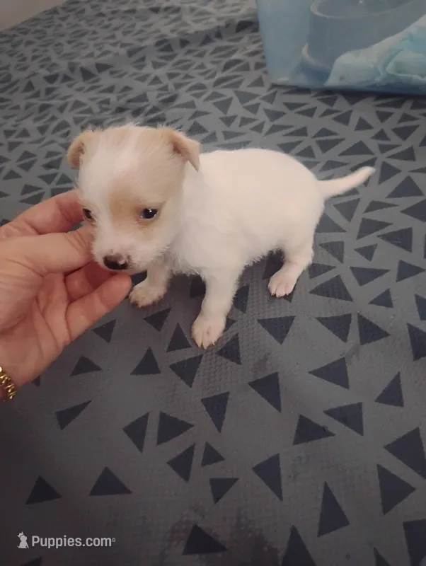 Leo – Chihuahua puppy for sale in Munfordville, KY