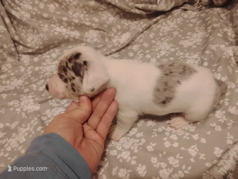 Max – Miniature Dachshund puppy for sale in Munfordville, KY