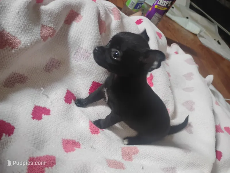 Lilly – Chihuahua puppy for sale in Munfordville, KY