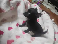 Lilly, a female Chihuahua for sale in Munfordville, KY – 4 of 5