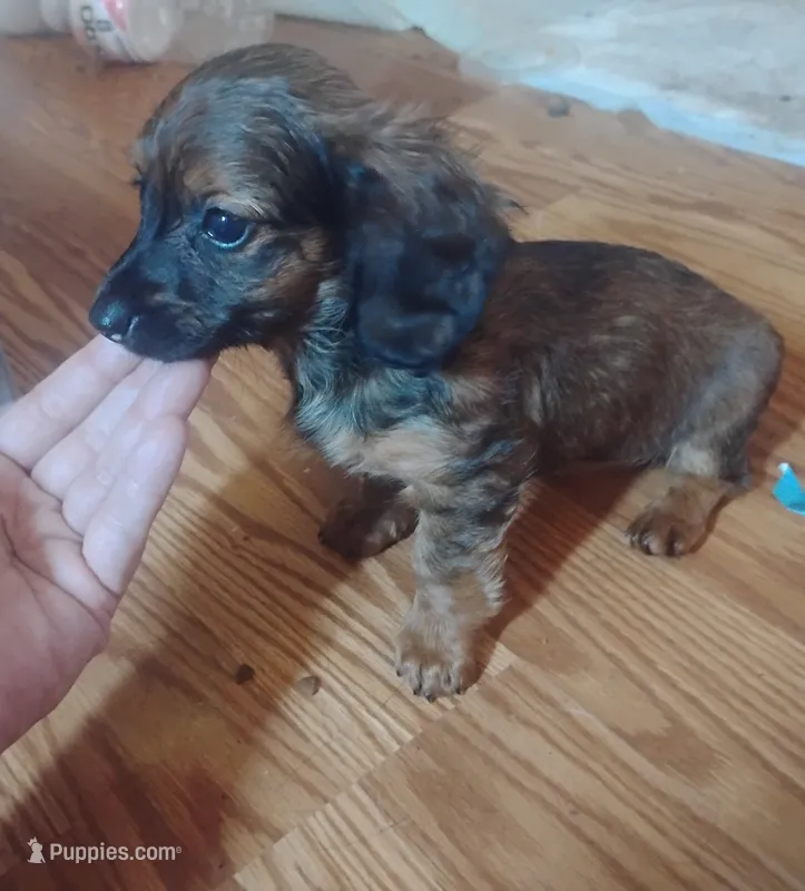 Molly – Miniature Dachshund puppy for sale in Munfordville, KY