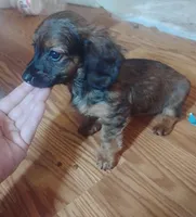 Molly, a female Miniature Dachshund for sale in Munfordville, KY – 1 of 6