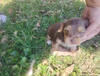 Max, a male Yorkshire Terrier for sale in Munfordville, KY – 4 of 4