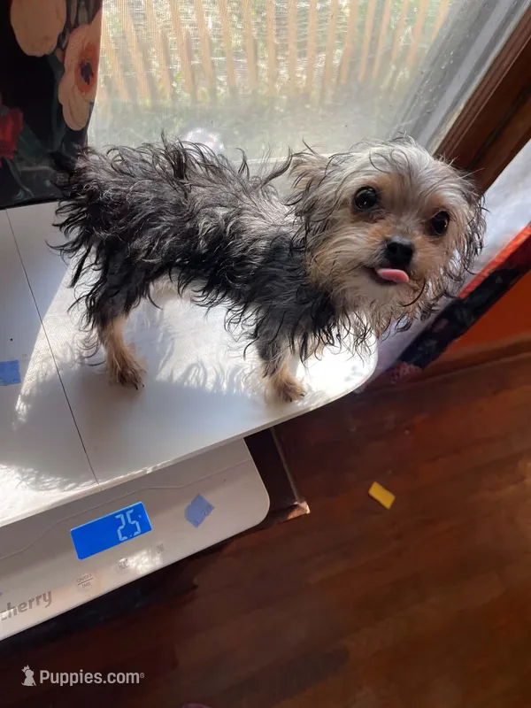 Pee-wee  – Yorkshire Terrier puppy for sale in Munfordville, KY