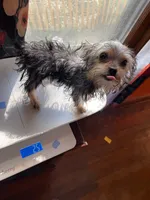 Pee-wee , a male Yorkshire Terrier for sale in Munfordville, KY – 1 of 2