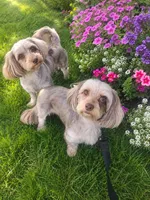 Max, a male Doxiepoo for sale in Munfordville, KY – 4 of 4