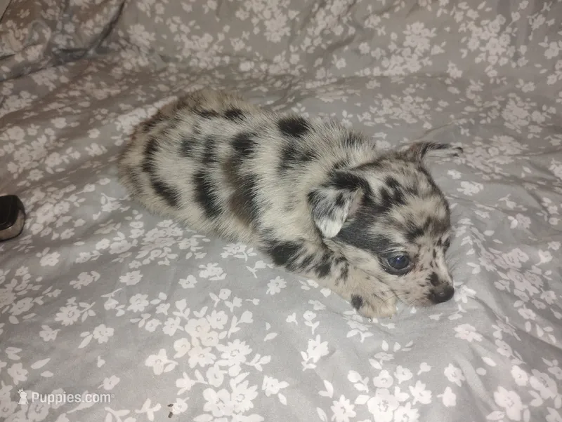 Levi  – Chihuahua puppy for sale in Munfordville, KY