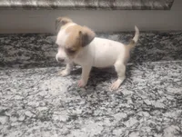Molly, a female Chihuahua for sale in Munfordville, KY – 3 of 4